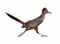 The greater roadrunner Geococcyx californianus Royalty Free Stock Photo