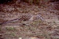 Greater Roadrunner 15042