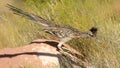 Greater Roadrunner hunting in the Southern Utah desert