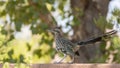 Greater Roadrunner hunting from on top of a wall in the shade