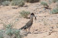 Greater Roadrunner