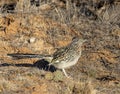 Greater roadrunner in morning sun