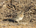 Greater roadrunner in morning sun