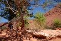 Roadrunner photographed with wide angle lens in Utah, USA desert