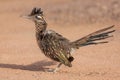 Greater Roadrunner Standing