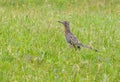 Greater Roadrunner Standing in a Field with Light Green Grass Royalty Free Stock Photo