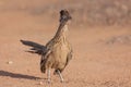 Greater Roadrunner Standing Head on Royalty Free Stock Photo