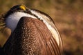 Greater Sage Grouse Beautiful Detail Ruff And Head Plumage, Puffed Up