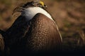 Greater Sage Grouse Beautiful Detail Ruff And Head Plumage, Puffed Up Royalty Free Stock Photo