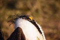 Greater Sage Grouse Beautiful Detail Ruff And Head Plumage Royalty Free Stock Photo