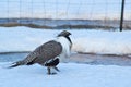 Greater Sage-Grouse