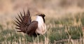 Greater Sage Grouse, Centrocercus urophasianus Royalty Free Stock Photo