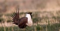 Greater Sage Grouse, Centrocercus urophasianus Royalty Free Stock Photo