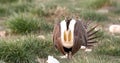 Greater Sage Grouse, Centrocercus urophasianus Royalty Free Stock Photo