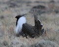 Greater Sage-Grouse Centrocercus urophasianus at a Lek in SE Wyoming. 2 Royalty Free Stock Photo