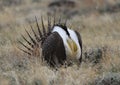 Greater Sage-Grouse Centrocercus urophasianus at a Lek in SE Wyoming. Royalty Free Stock Photo