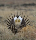 Greater Sage-Grouse Centrocercus urophasianus at a Lek in SE Wyoming. 3 Royalty Free Stock Photo