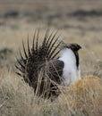 Greater Sage-Grouse Centrocercus urophasianus at a Lek in SE Wyoming. 6 Royalty Free Stock Photo