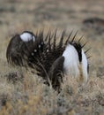 Greater Sage-Grouse Centrocercus urophasianus at a Lek in SE Wyoming. 8 Royalty Free Stock Photo