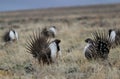 Greater Sage-Grouse Centrocercus urophasianus at a Lek in SE Wyoming. 9 Royalty Free Stock Photo