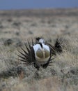 Greater Sage-Grouse Centrocercus urophasianus at a Lek in SE Wyoming. 11. Royalty Free Stock Photo