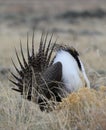 Greater Sage-Grouse Centrocercus urophasianus at a Lek in SE Wyoming. 12. Royalty Free Stock Photo