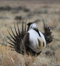 Greater Sage-Grouse Centrocercus urophasianus at a Lek in SE Wyoming. 12. Royalty Free Stock Photo