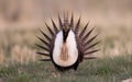 Greater Sage Grouse, Centrocercus urophasianus