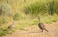 Greater Sage Grouse Hen With Chick