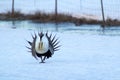 Greater Sage-Grouse