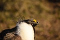 Greater Sage Grouse Male Closeup Royalty Free Stock Photo