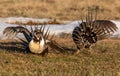 A Federally Threatened Greater Sage Grouse Battle for Supremacy