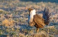 A Threatened Greater Sage Grouse on a Breeding Lek