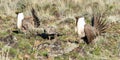 Greater Sage Grouse