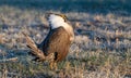 Greater-sage Grouse Performing Mating Ritual Royalty Free Stock Photo
