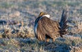 Greater-sage Grouse Performing Mating Ritual Royalty Free Stock Photo