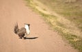 Greater Sage Grouse Strutting Across The Road