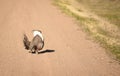 Greater Sage Grouse Strutting Across The Road