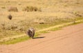 Greater Sage Grouse Wild Birds In Natural Habitat