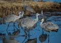 Greater Sandhill Cranes at Dawn.