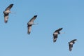 Greater Sandhill Cranes in Flight.