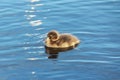 The greater scaup Aythya marila duckling.