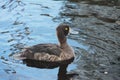 The greater scaup Aythya marila female bird.