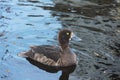 The greater scaup Aythya marila female bird.