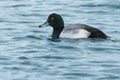 Greater Scaup - Aythya marila