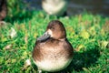 Greater Scaup Duck Royalty Free Stock Photo