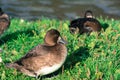 Greater Scaup Duck Royalty Free Stock Photo