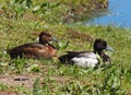 Greater Scaup Male And Female