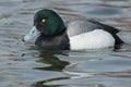 Greater Scaup - Aythya marila