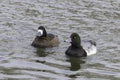 Greater Scaup